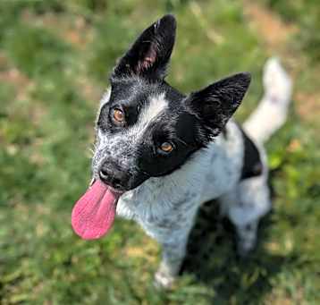 Photo of Bindi