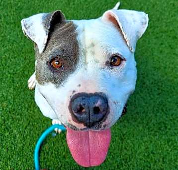Photo of Whisper