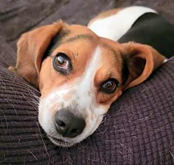 Photo of Rex