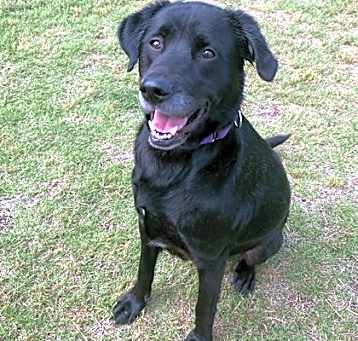 Photo of Atticus