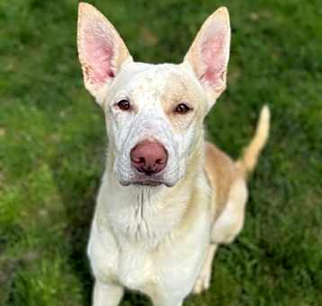 Photo of BOSCO