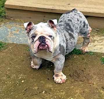 Photo of Beefcake