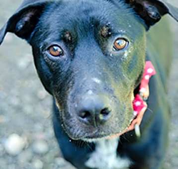 Photo of Outlaw