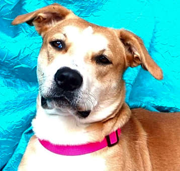 Photo of Sugar