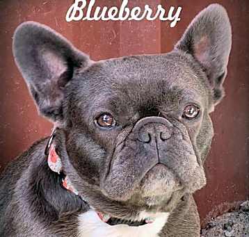 Photo of Blueberry