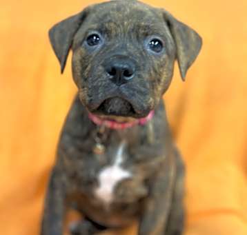 Photo of Hazel