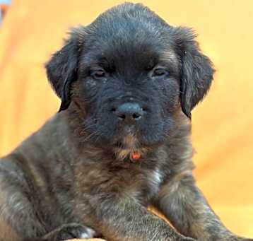 Photo of Ollie