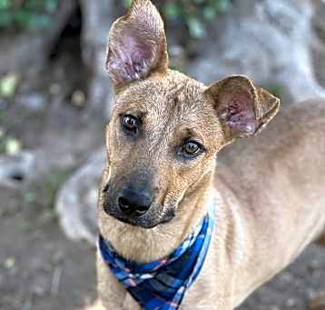 Photo of Rocket