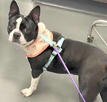 Photo of Missy