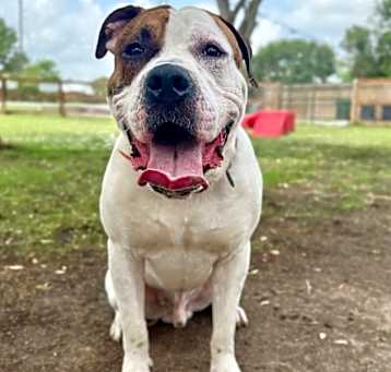 Photo of Meatball Grade A Goofball lover boy