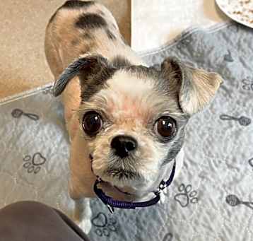 Photo of Josie