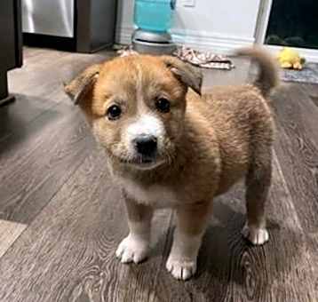 Photo of Waffles - Lovely Little Lady! Good w/ Dogs & Kids!