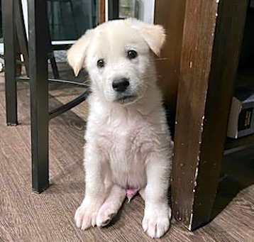 Photo of Link - Handsome Little Guy! Good w/ Dogs & Kids!