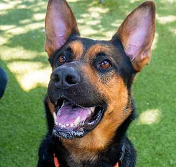 Photo of Thor