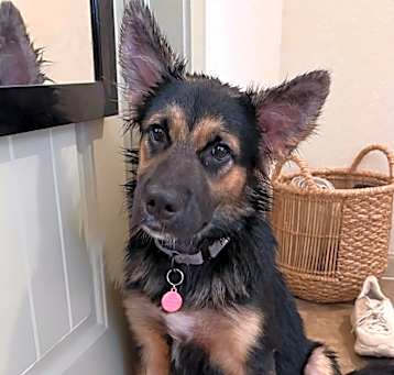 Photo of Bear