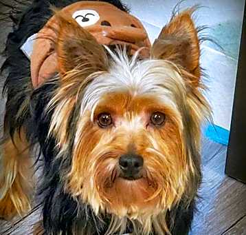 Photo of Gizmo