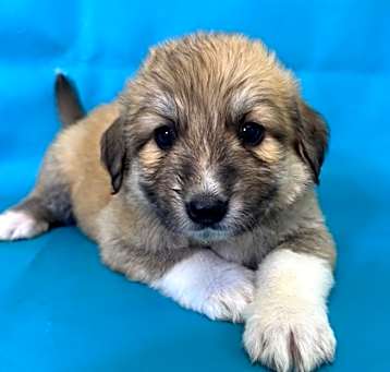 Photo of Skipper