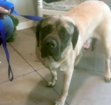 Photo of GYPSY ROSE