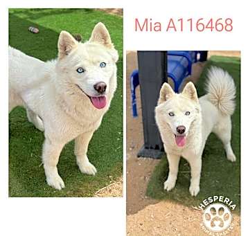 Photo of MIA