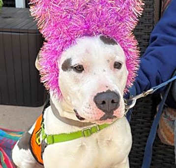 Photo of BLUEBELL