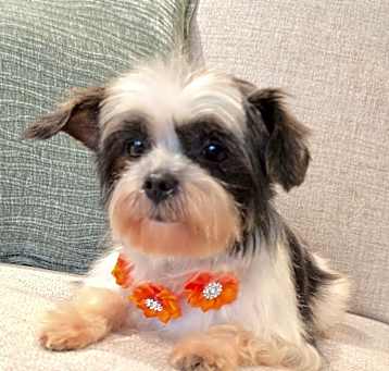 Photo of Bitsy