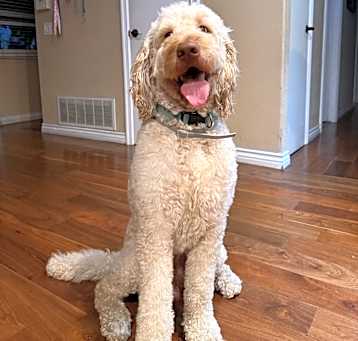 Photo of Ralphie