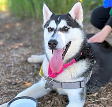 Photo of Lucky