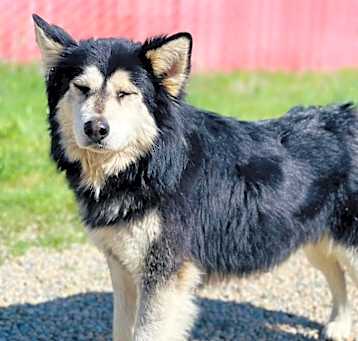 Photo of Lobo