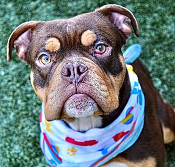 Photo of Crimson