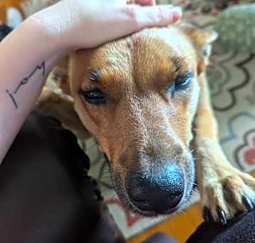 Photo of Callie