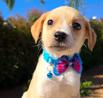Photo of Fidget