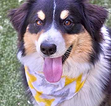 Photo of Whiskey