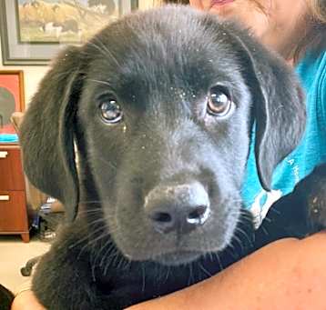 Photo of Adoption pending Broly