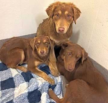 Photo of The Friends Litter