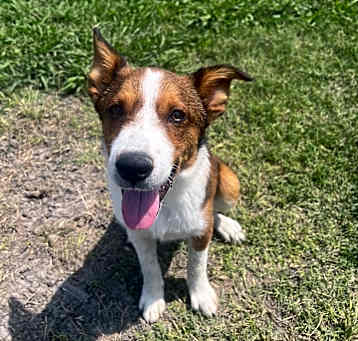 Photo of Rawhide