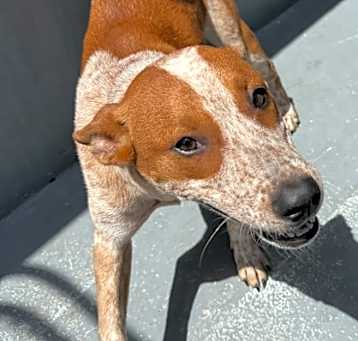 Photo of Clementine - 1