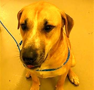 Photo of ARCHIE