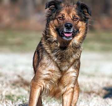 Photo of NUTMEG