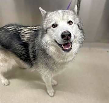 Photo of DUKE