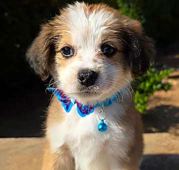 Photo of Penny