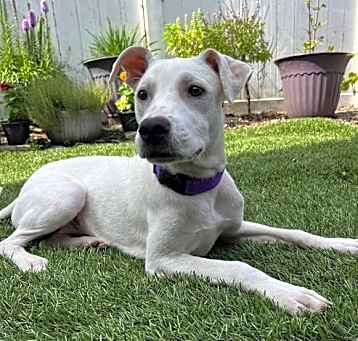 Photo of Violet