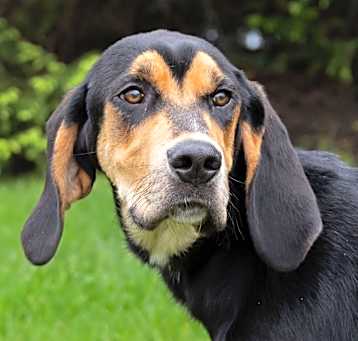 Photo of Gilligan