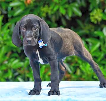 Photo of Dapper