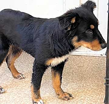 Photo of Rustler