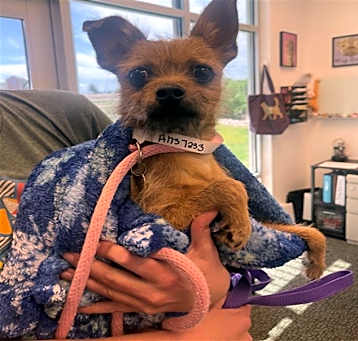 Photo of CHICO