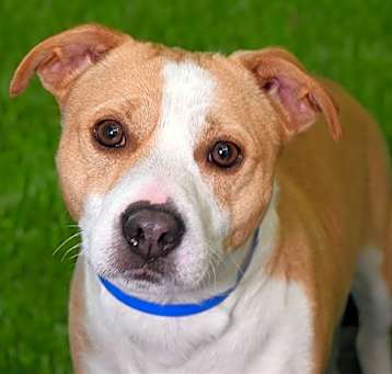 Photo of APOLLO