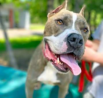 Photo of Maestro