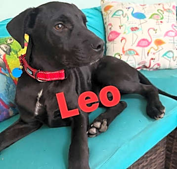 Photo of Leo
