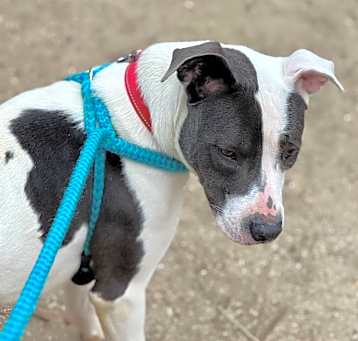 Photo of Lady C000-163- Chino Hills Location