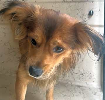 Photo of Stray Center/Fullerton